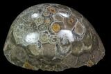 Polished Fossil Coral (Actinocyathus) - Morocco #100720-2
